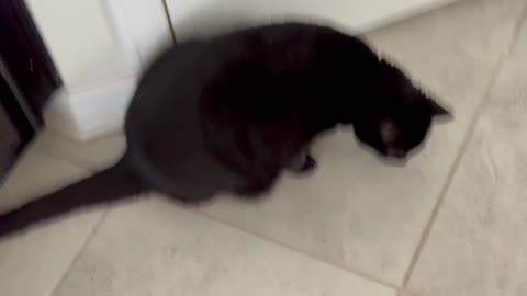 Cute Precious Piper Tries Out Some New Treats - Adopting a Cat from a Shelter Vlog