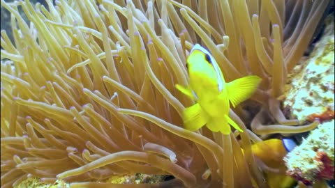 Deep Ocean Calm – 4K Aquarium with Coral Reef & Meditation Sleep Music