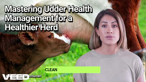 Maximize Calving Success:Udder Health Tips