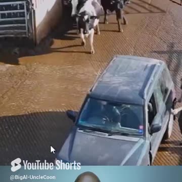 DEMOCRATS ARE JACKASSES: THEY FOLLOW THE CROWD