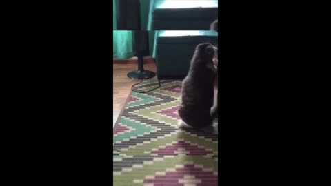 Ultimate Pet Antics – Cats & Dogs Hilarious Moments