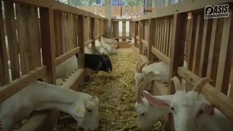 SUCCESSFUL GOAT AND SHEEP FARMING WITHOUT GRINDING