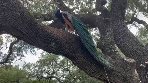 The cold and elegant peacock is preening its feathers on the tree.