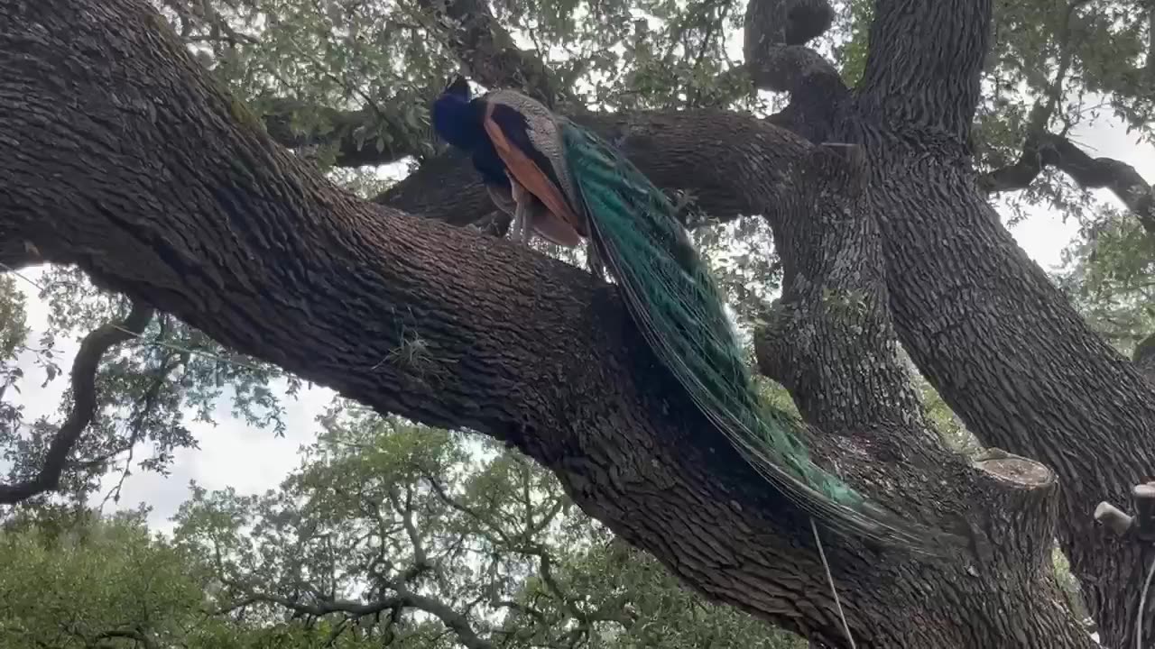 The cold and elegant peacock is preening its feathers on the tree.