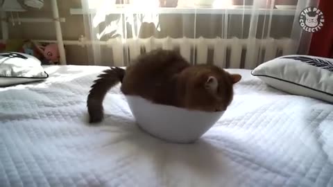 Try not to laugh |Funny Pet video compilation