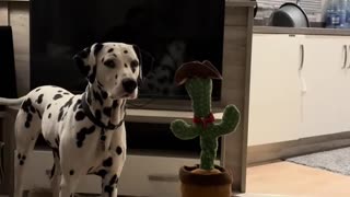 😂🌳 Dalmatien's Cactus Argument is Hilarious! | FunFM