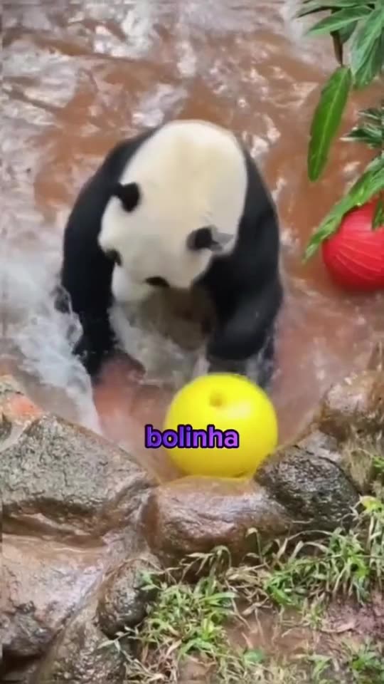pandas engraçados cheiros - Made with Clipchamp.mp4