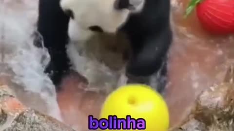 pandas engraçados cheiros - Made with Clipchamp.mp4