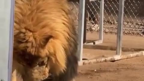 Lion tastes veggies for the first time