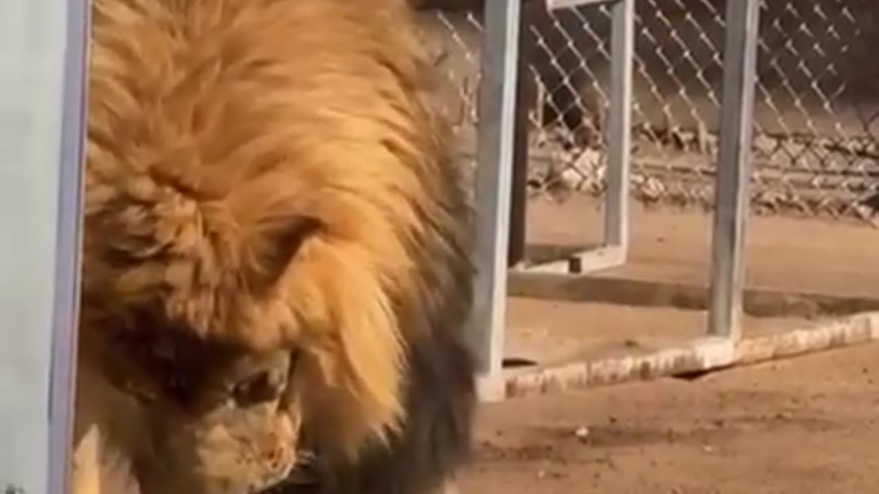 Lion tastes veggies for the first time