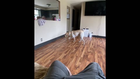 Play Ball With Doggy - 2025 Video