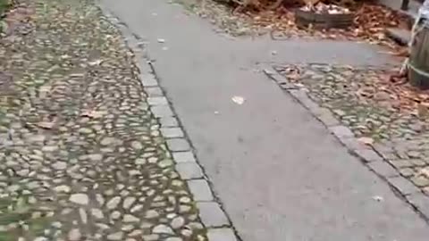 I Wadköping och Predikar. 31 Okt. 2025