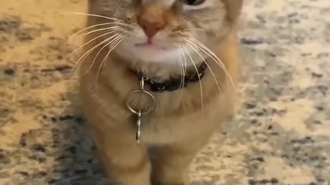 😹 Funniest Cats Compilation | Cute & Crazy Cat Moments