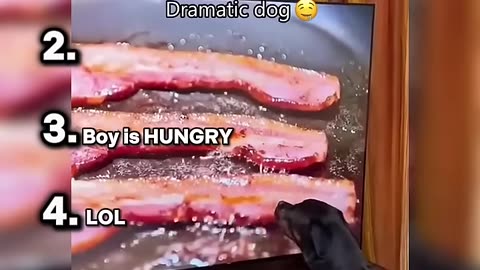 Ranking funniest dog vs TV moment