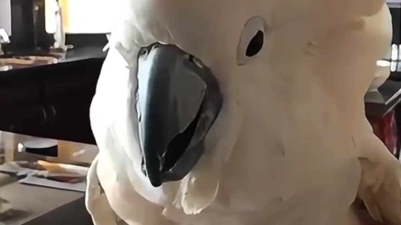 when parrot talking 🙈🙈🙈🙈