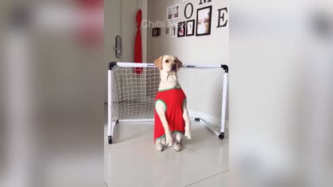 Prepare for uncontrollable laughter with these hilarious pets! 😂
