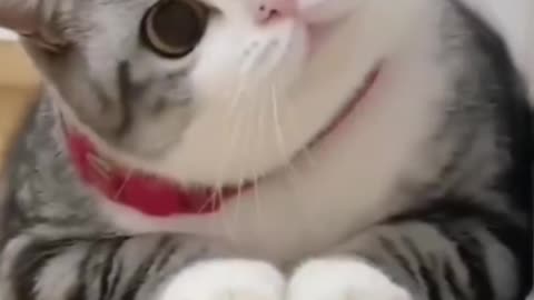 Juat cats things
