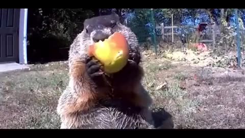 Groundhog steals farmers crops and eats them 😛right in-front of security cameras