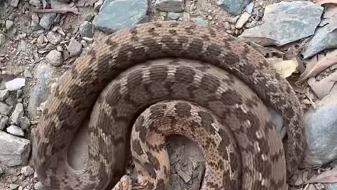Cute snake
