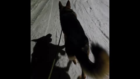 Virgil german shepherd.