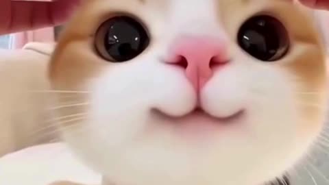 🐾 Cute & Funny Kitty Moments | Adorable Cat Video 😺