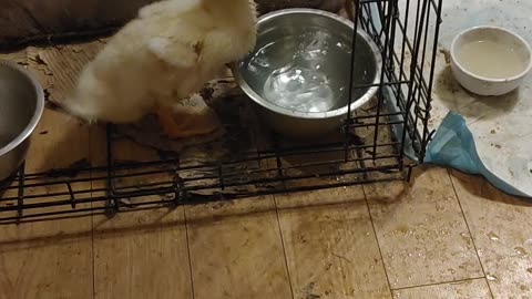 Duck or dog - who is more ridiculous??