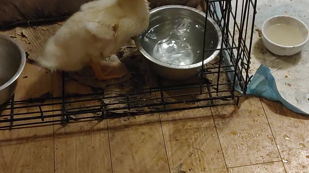 Duck or dog - who is more ridiculous??