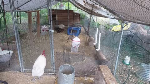 Chicken Live Stream
