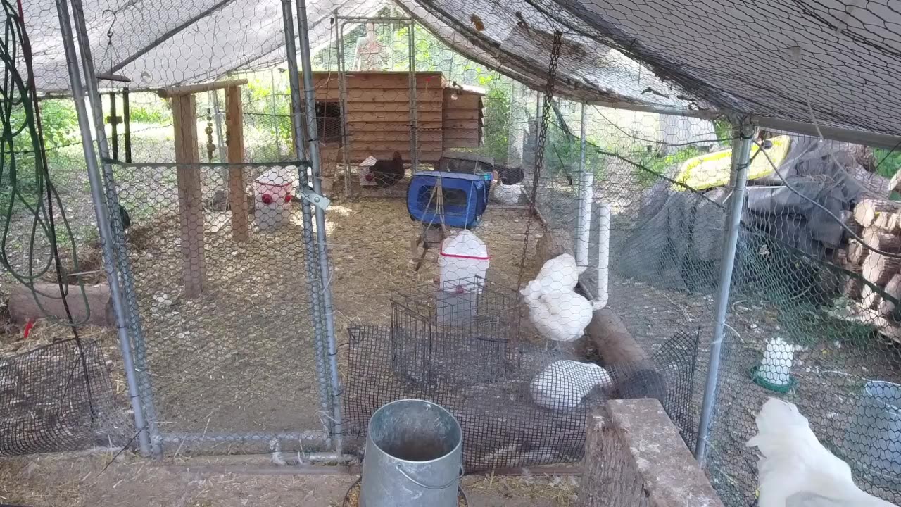 Chicken Live Stream