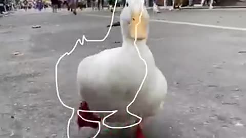 duck Waddle