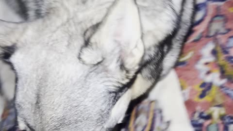 VallhundTEST