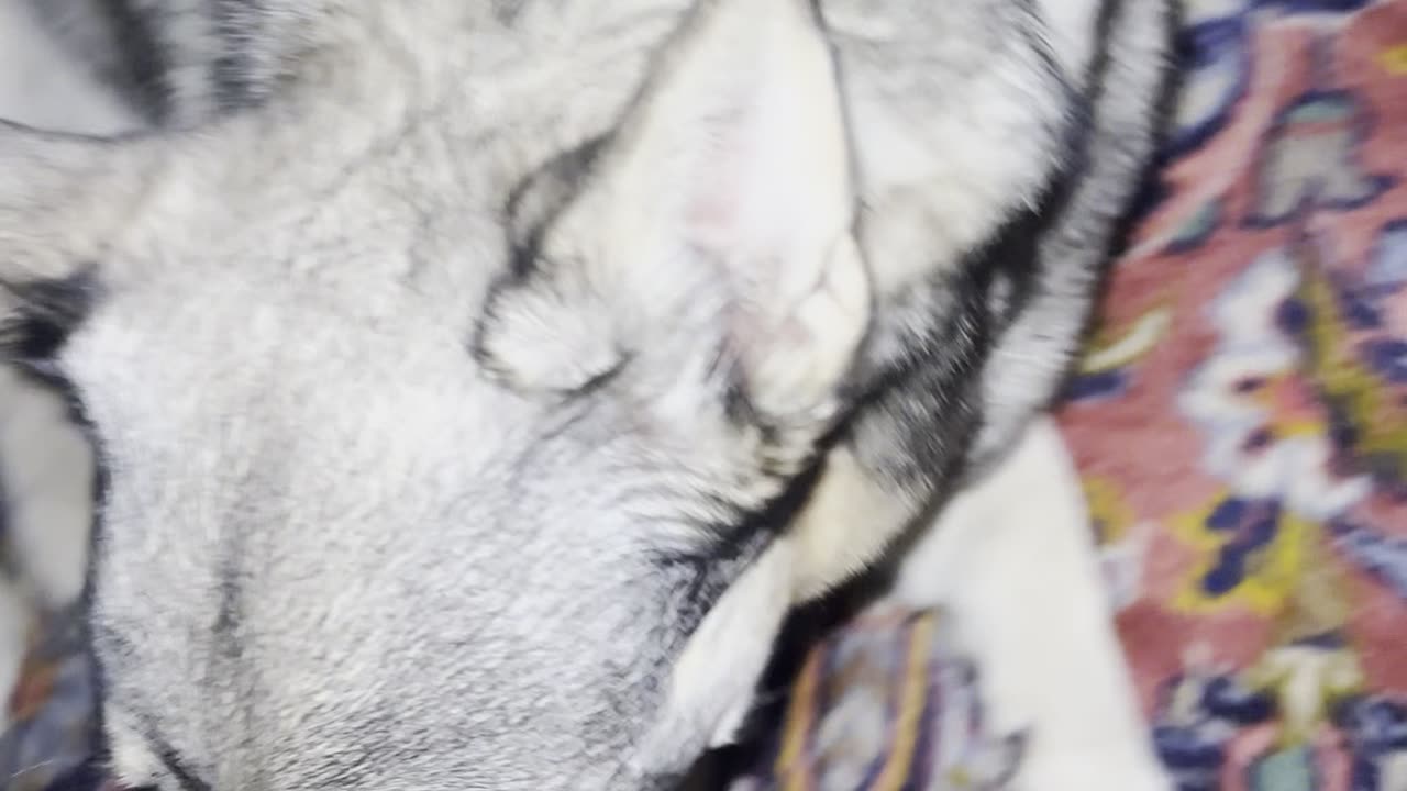 VallhundTEST