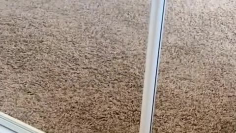 Feline Battle Royale: Orange Floof vs. Mirror Twin! 🐱🥊