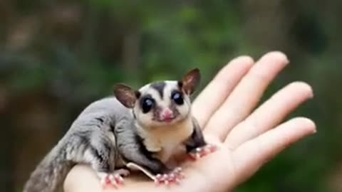 Heart-Melting! 🌙 Sugar Glider's Innocent Gaze Shines Bright in the Moonlight!