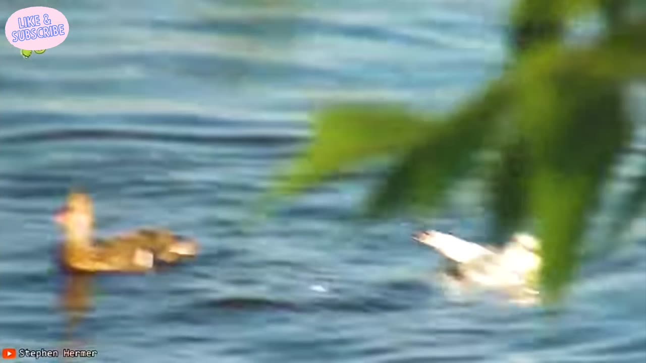 When Animals Face Off Against the Wrong Foe | #5