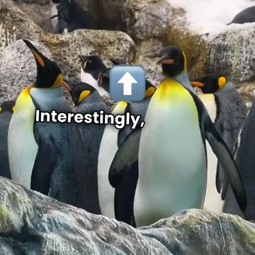 Magellanic Penguins: The Waddling Wonders of Patagonia & Beyond!