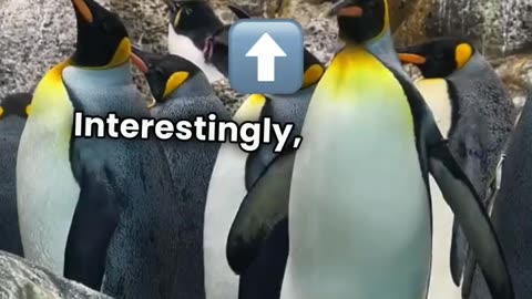 Magellanic Penguins: The Waddling Wonders of Patagonia & Beyond!