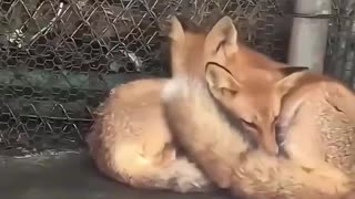 Fox Core