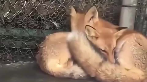 Fox Core
