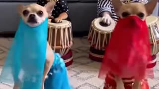 Now that’s funny right there