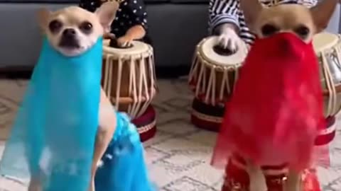 Now that’s funny right there