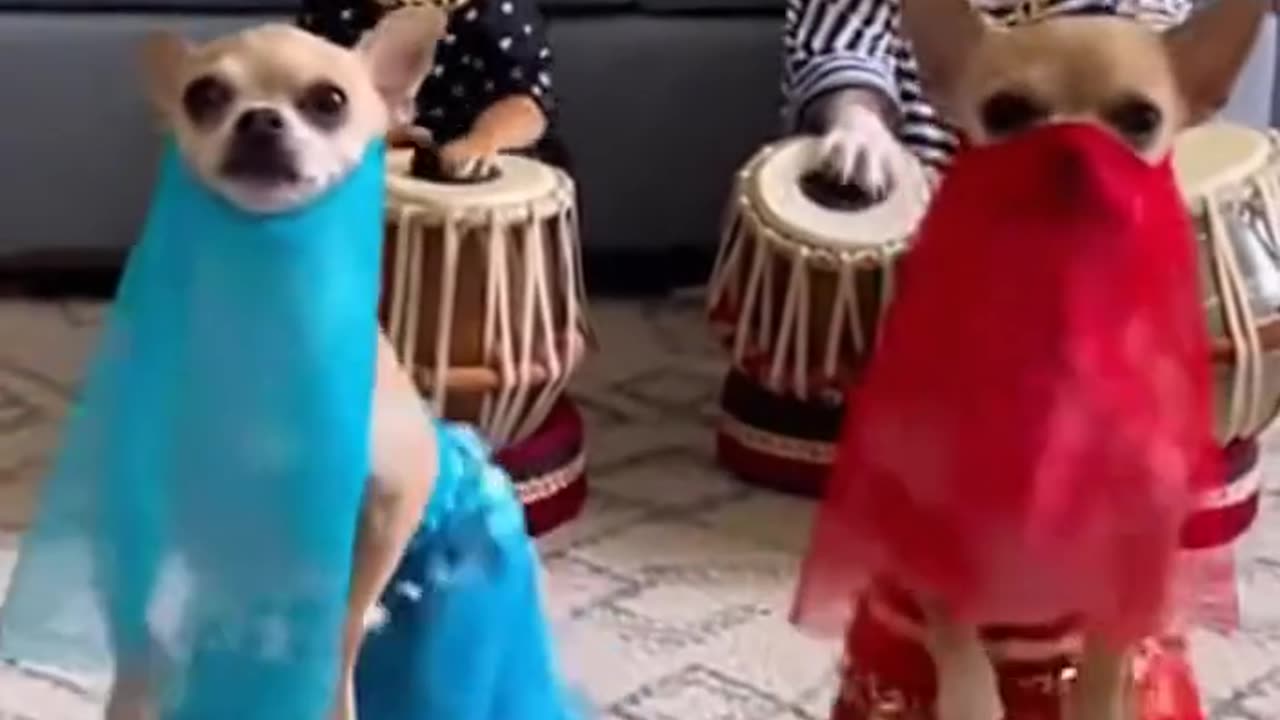 Now that’s funny right there