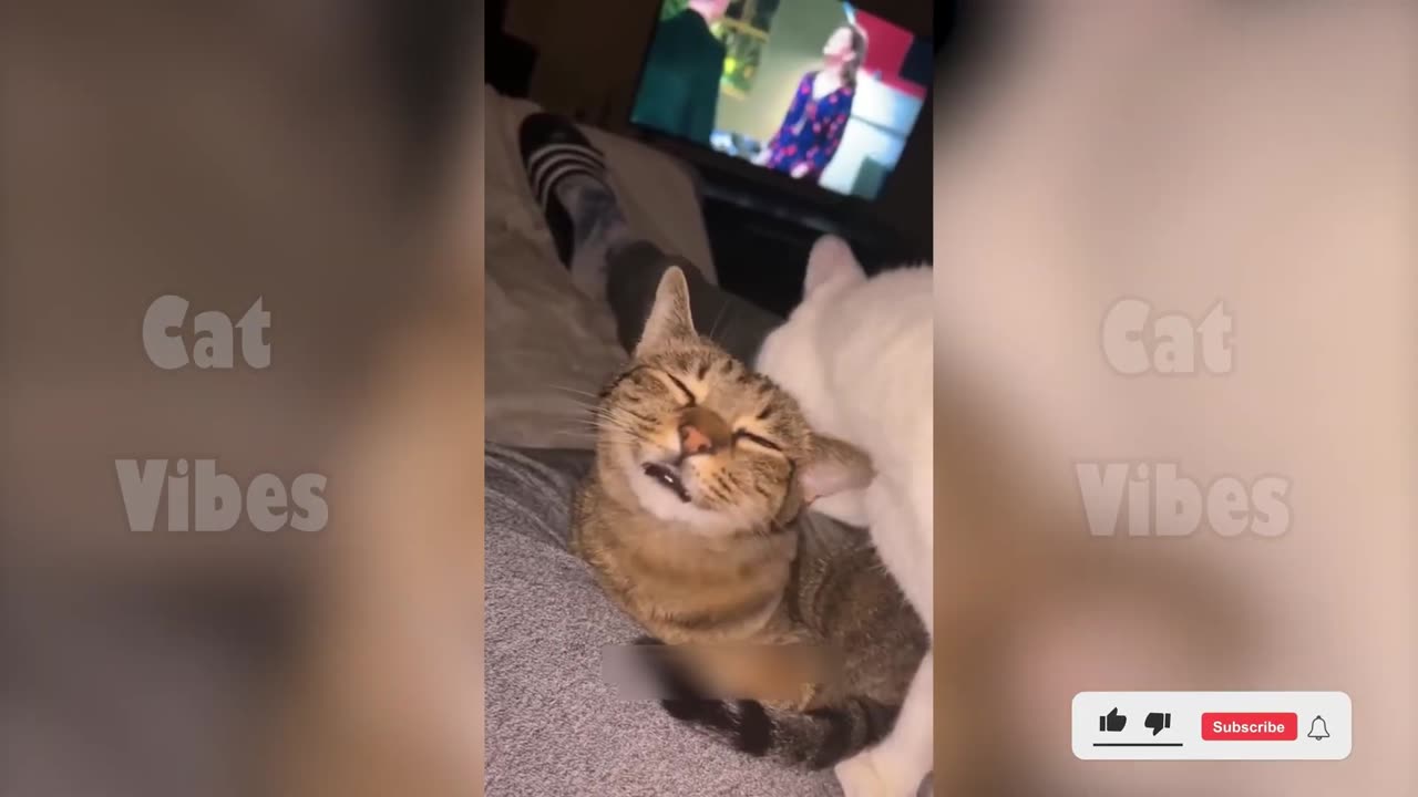 funny cats 2025
