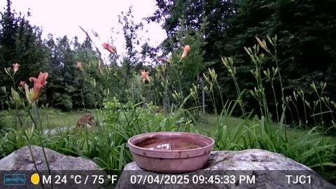 Fawn on July 4th
