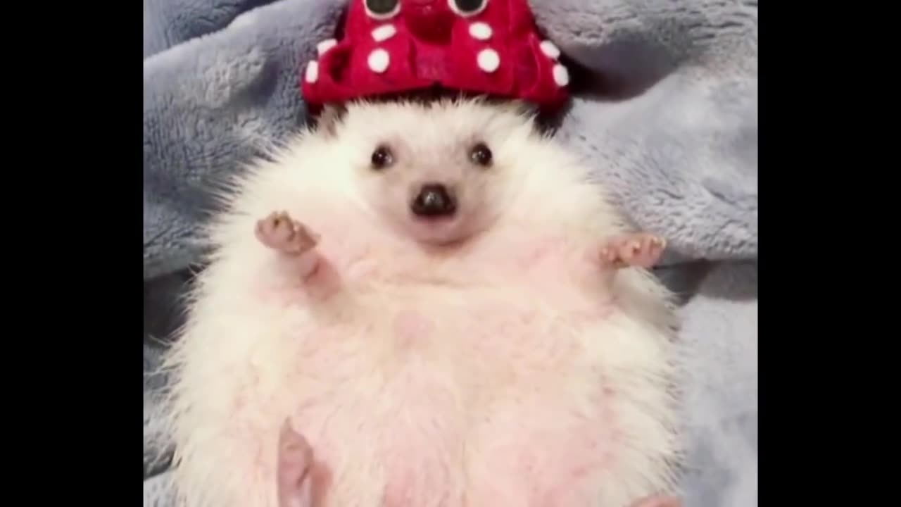 so cute!!