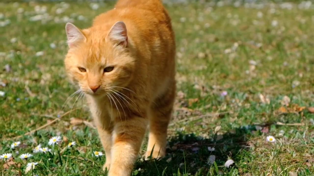 Cat Comedy Chaos | Pawfect LOLs #10