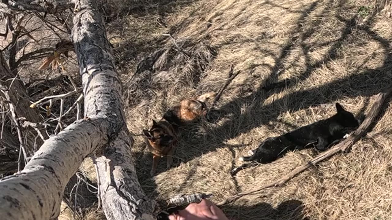 🌳Tree💪CinderBlock🐕Fun!