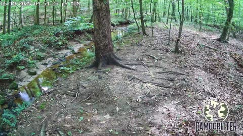 CamoCritter Critter Cam Live Stream