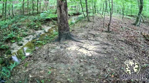 CamoCritter Critter Cam Live Stream