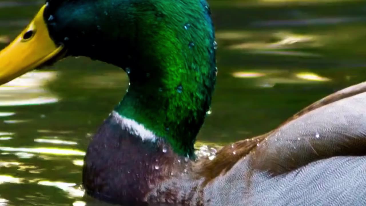 Bottoms Up! 🦆💦 | Sounds of Nature